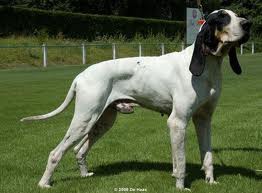 Grand Gascon Saintongeois